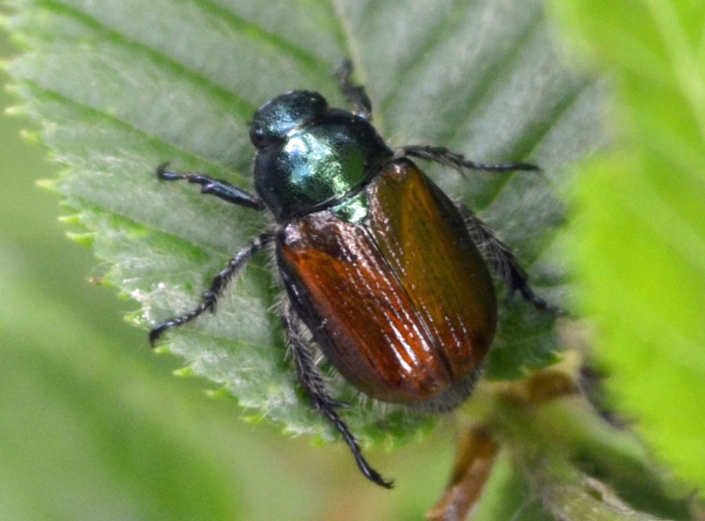 Phyllopertha horticola